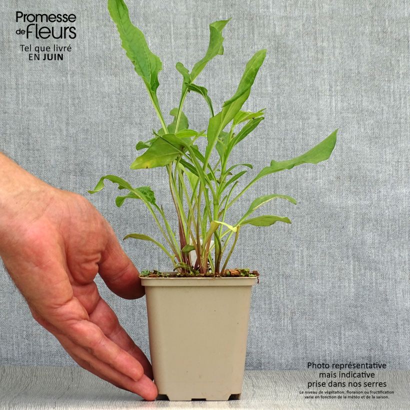 Spécimen de Echinacea Tangerine Dream - Echinacée Godet de 8/9 cm tel que livré en été