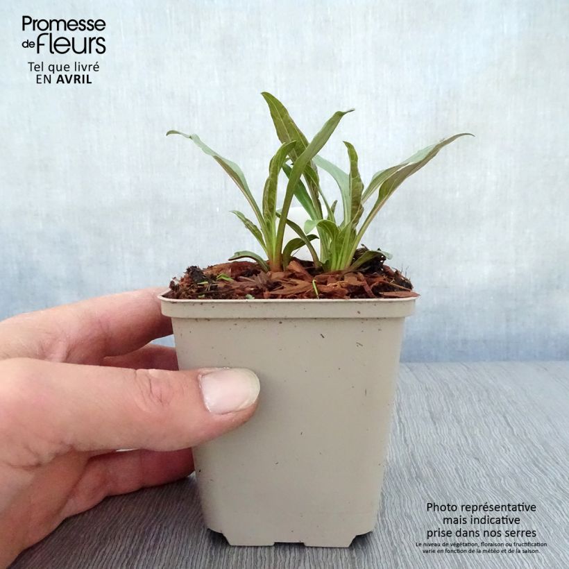 Spécimen de Echinacea Tangerine Dream - Echinacée Godet de 9cm tel que livré au printemps