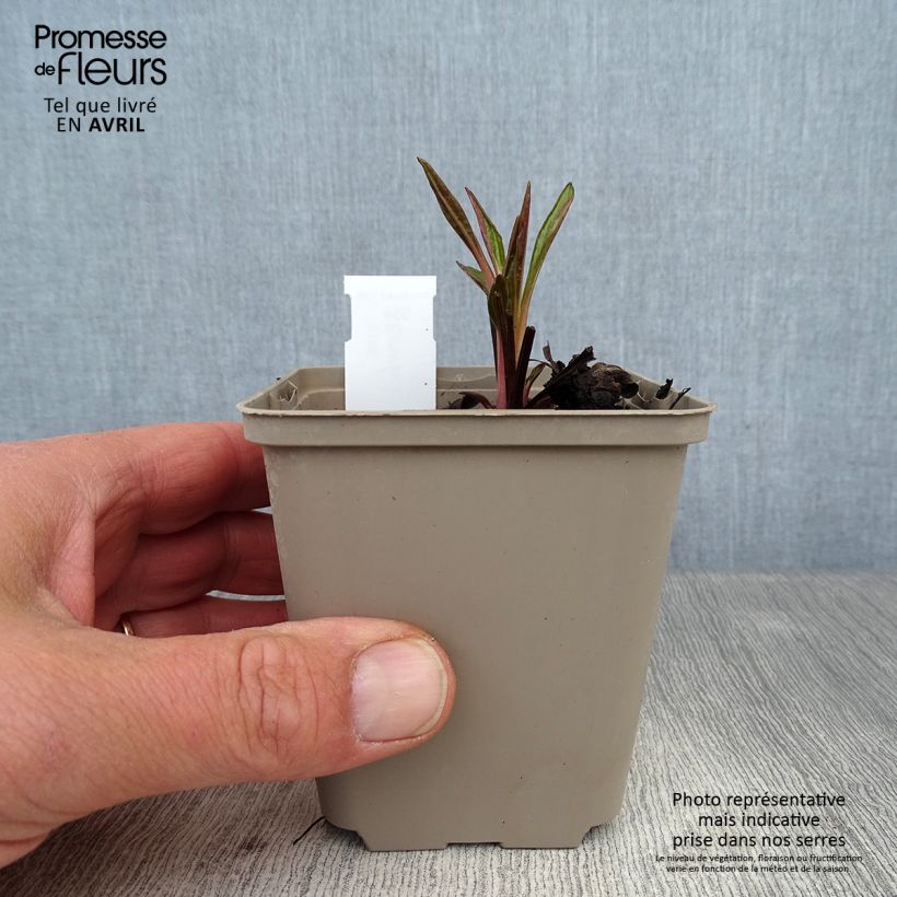 Spécimen de Echinacea Tiki Torch - Echinacée Godet de 9cm tel que livré au printemps