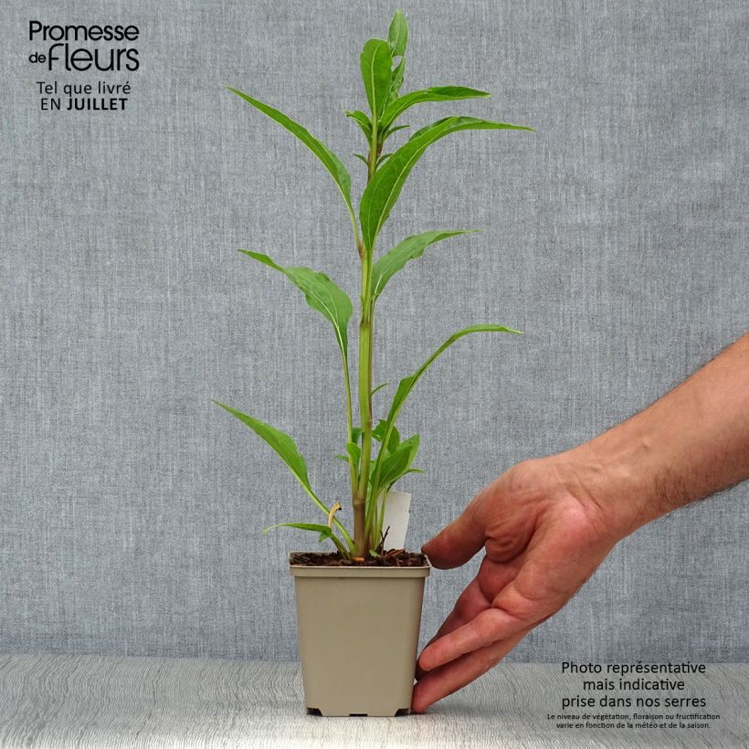 Spécimen de Echinacea Tomato Soup - Echinacée Godet de 8/9 cm tel que livré en été