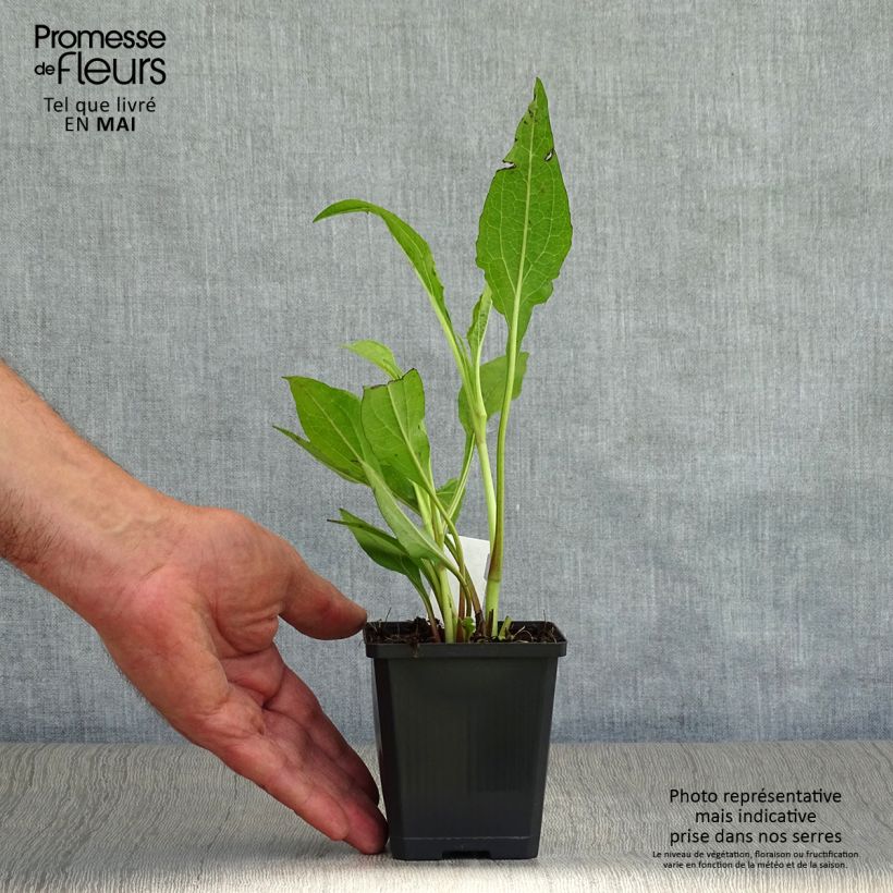 Spécimen de Echinacea Tomato Soup - Echinacée Godet de 9cm tel que livré au printemps