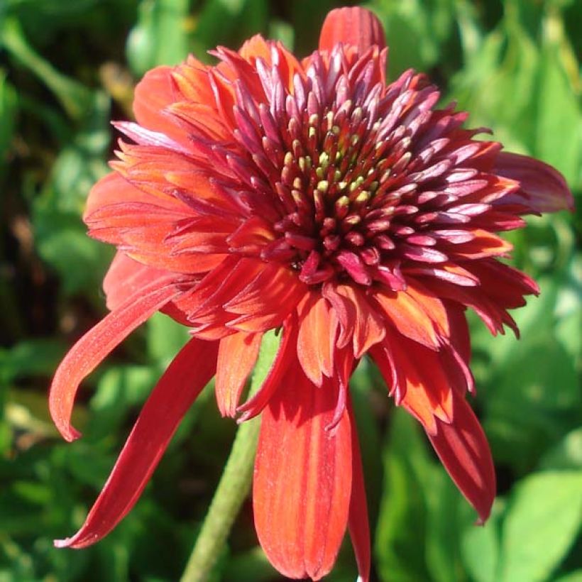 Echinacea Eccentric - Echinacée (Floraison)