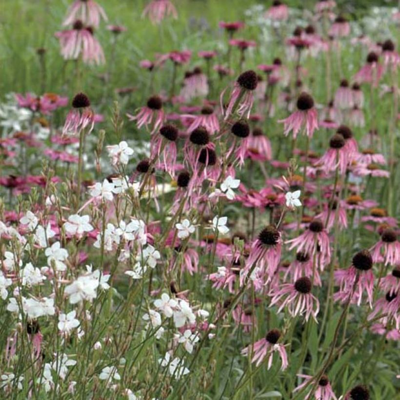 Echinacea pallida - Echinacée (Port)