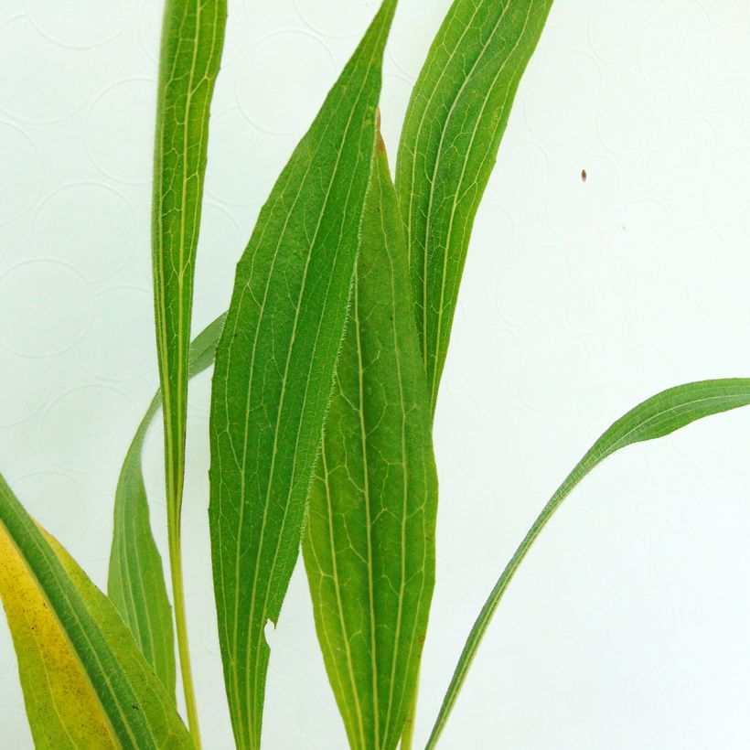 Echinacea pallida - Echinacée (Feuillage)