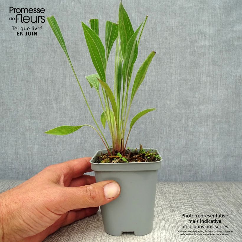 Spécimen de Echinacea pallida - Echinacée Godet de 8/9 cm tel que livré en été