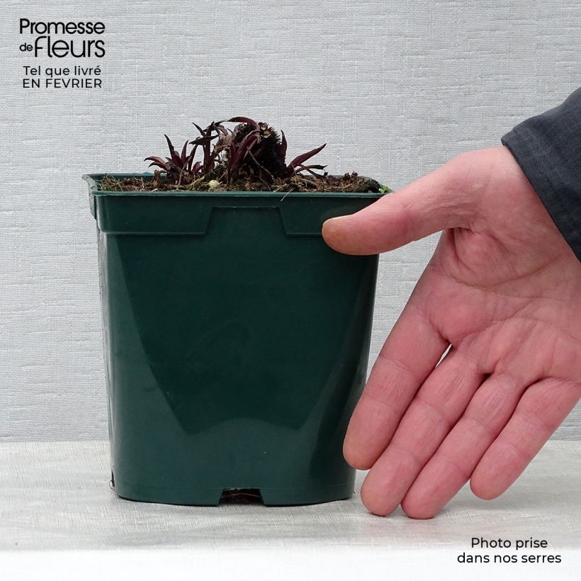 Spécimen de Echinacea pallida - Echinacée Pot de 2L/3L tel que livré en hiver