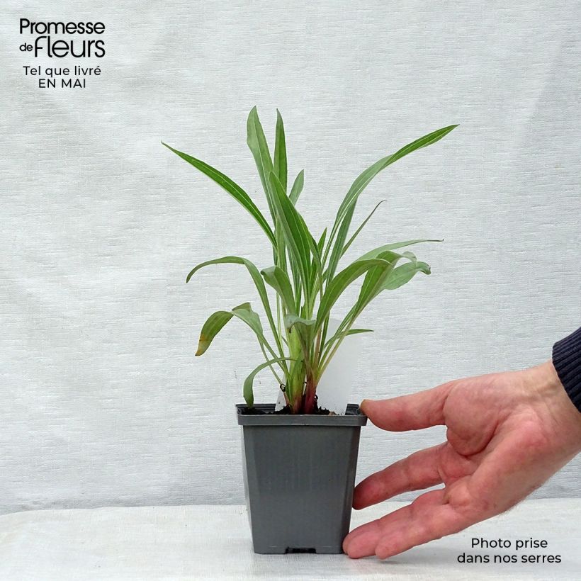 Spécimen de Echinacea pallida - Echinacée en godet de 9 cm tel que livré au printemps