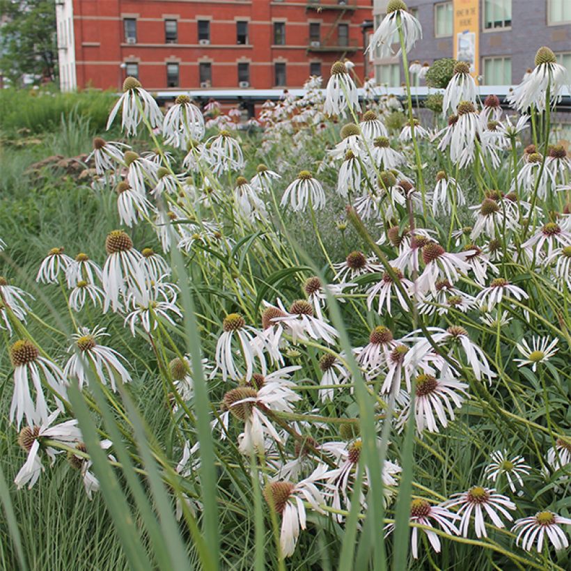 Echinacea pallida Hula Dancer (Floraison)