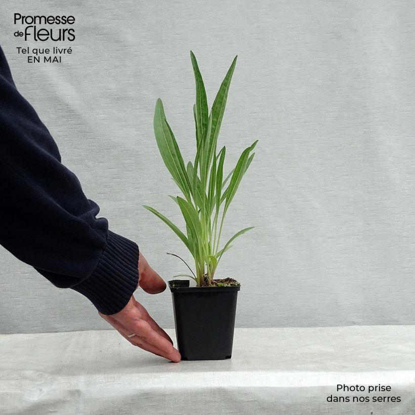 Spécimen de Echinacea pallida Hula Dancer Godet de 9cm tel que livré au printemps