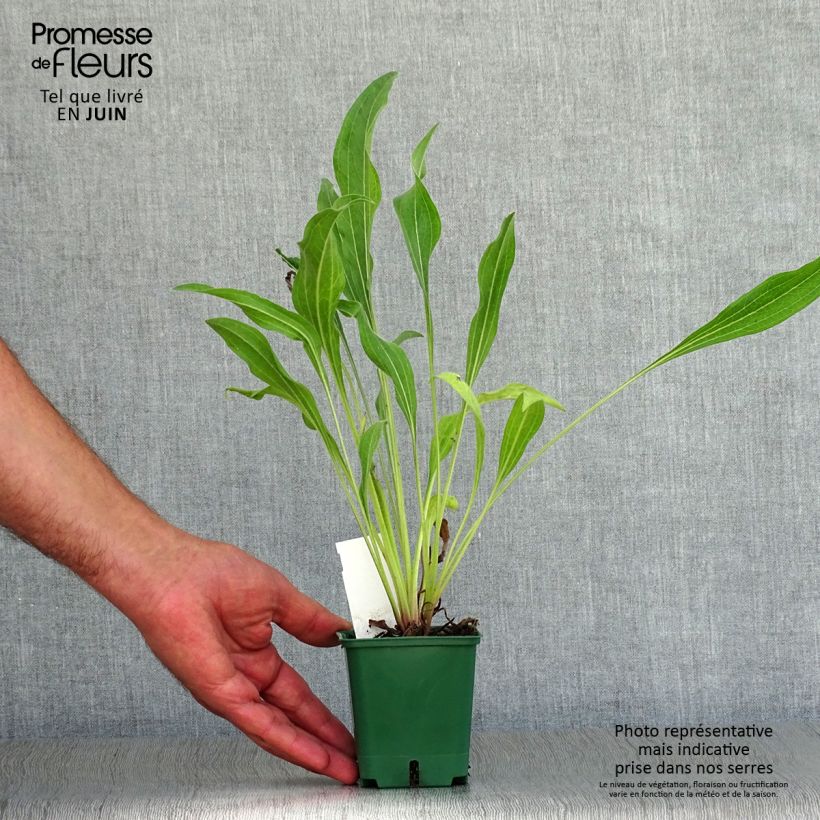 Spécimen de Echinacea pallida Hula Dancer Godet de 8/9 cm tel que livré en été