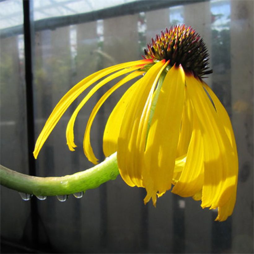 Echinacea paradoxa - Echinacée jaune (Floraison)