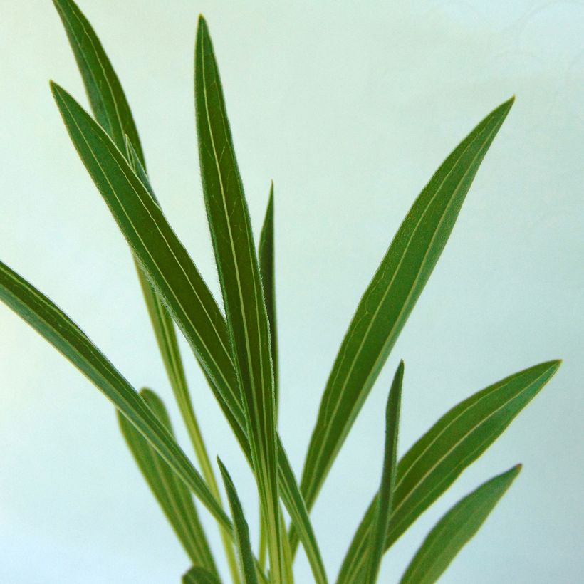Echinacea paradoxa - Echinacée jaune (Feuillage)