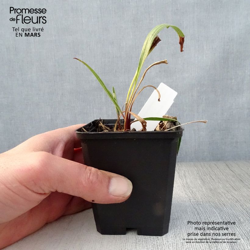 Spécimen de Echinacea paradoxa - Echinacée jaune Godet de 9cm tel que livré au printemps