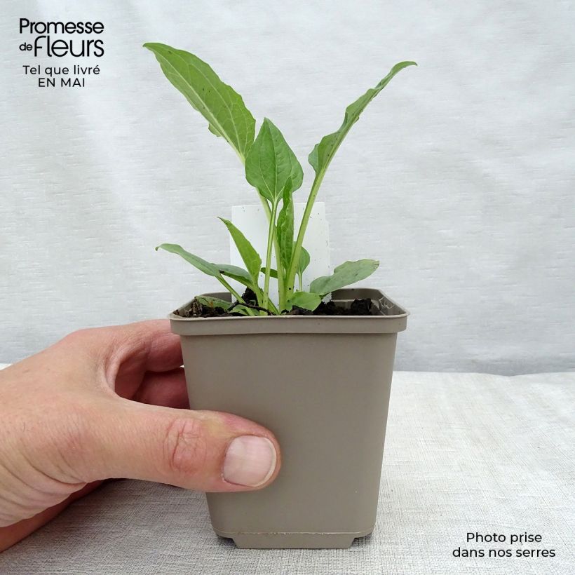 Spécimen de Echinacea purpurea Alba - Echinacée Godet de 8 cm tel que livré au printemps