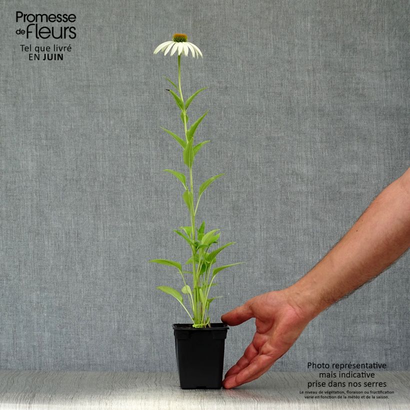 Spécimen de Echinacea purpurea Alba - Echinacée Godet de 7/8 cm tel que livré en été