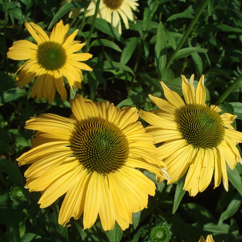 Echinacea purpurea Daydream - Echinacée (Floraison)