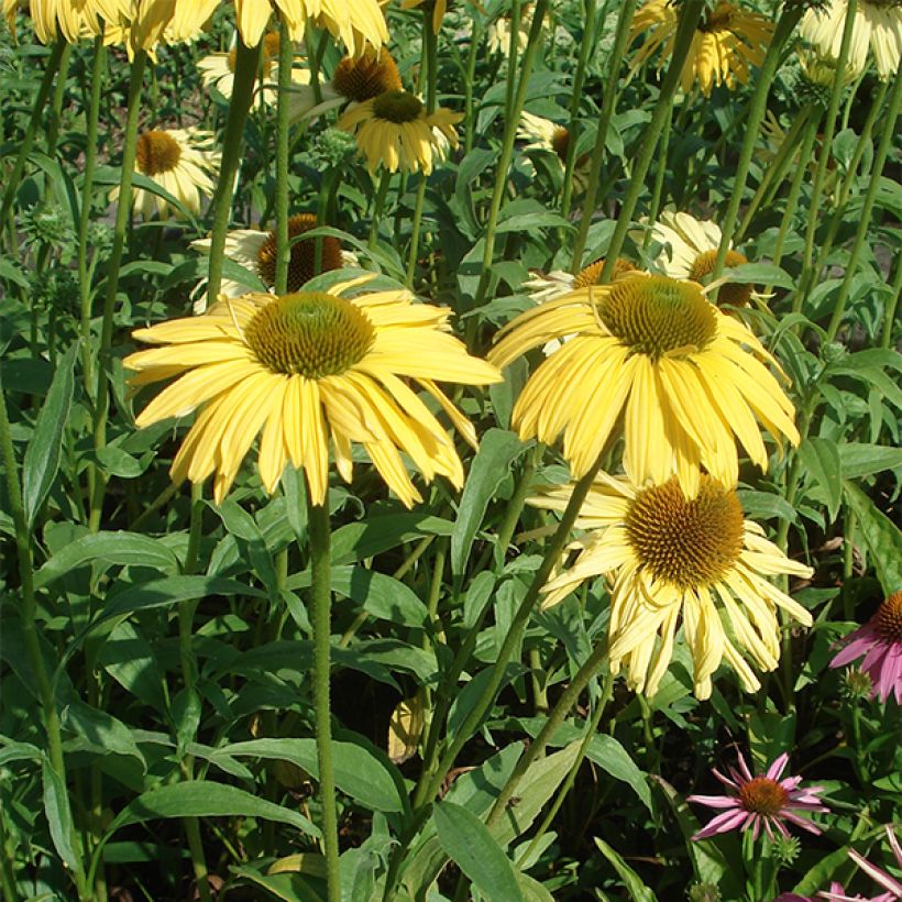 Echinacea purpurea Daydream - Echinacée (Port)