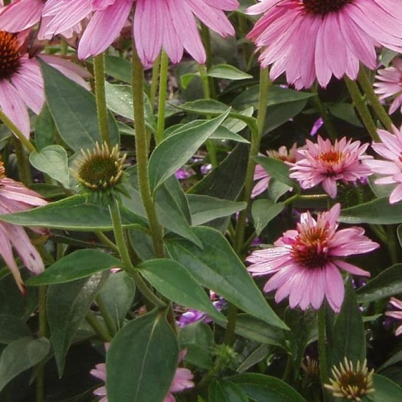 Echinacea purpurea Double Decker (Feuillage)