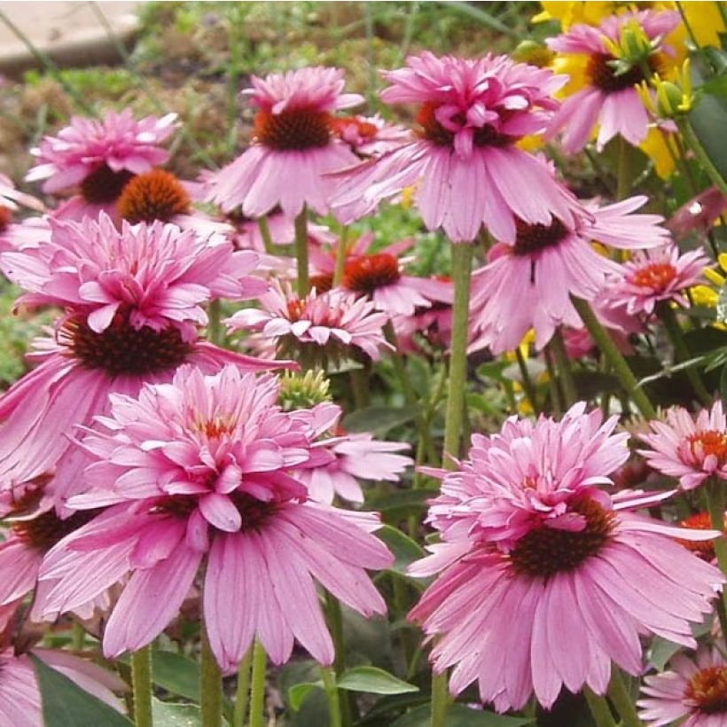 Echinacea purpurea Double Decker (Floraison)