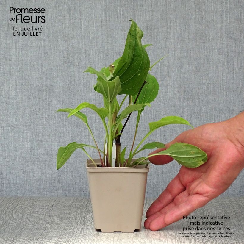 Spécimen de Echinacea purpurea Double Decker Godet de 8/9 cm tel que livré en été