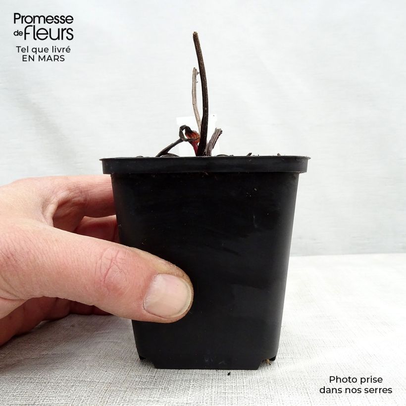 Spécimen de Echinacea purpurea Double Decker Godet de 9cm tel que livré au printemps