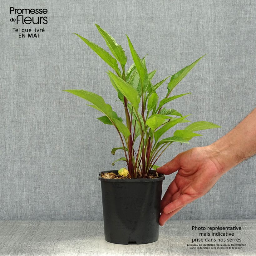 Spécimen de Echinacea purpurea - Echinacée pourpre Pot de 2L/3L tel que livré au printemps
