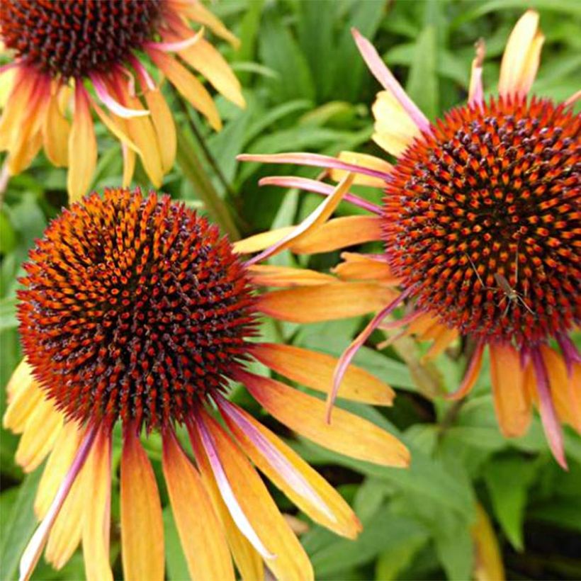 Echinacea purpurea Funky Yellow - Echinacée (Floraison)