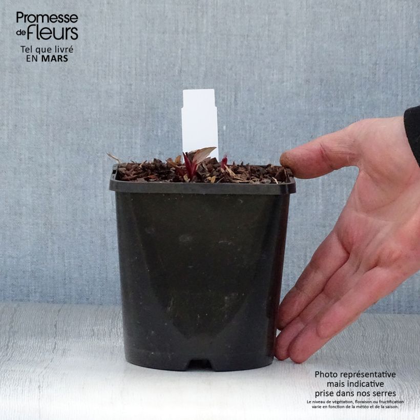 Spécimen de Echinacea Green Twister - Echinacée Pot de 1,5L/2L tel que livré au printemps