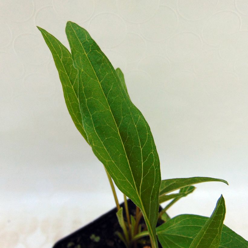 Echinacea purpurea Irresistible - Echinacée (Feuillage)