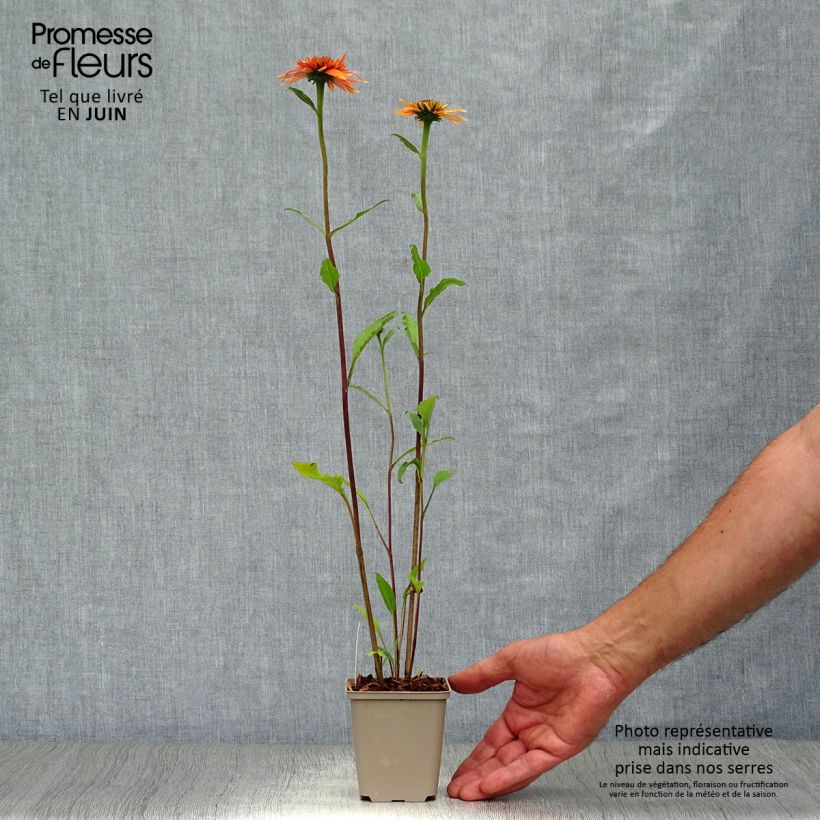 Spécimen de Echinacea purpurea Irresistible - Echinacée Godet de 8/9 cm tel que livré en été
