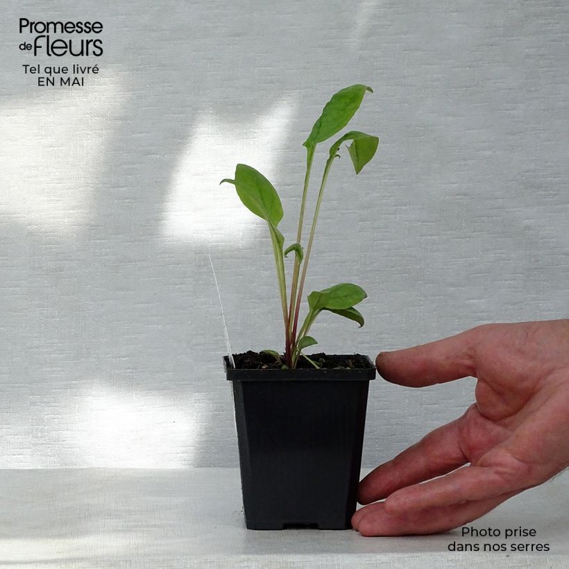 Spécimen de Echinacea purpurea Kim's Knee High - Echinacée Godet de 9cm tel que livré au printemps