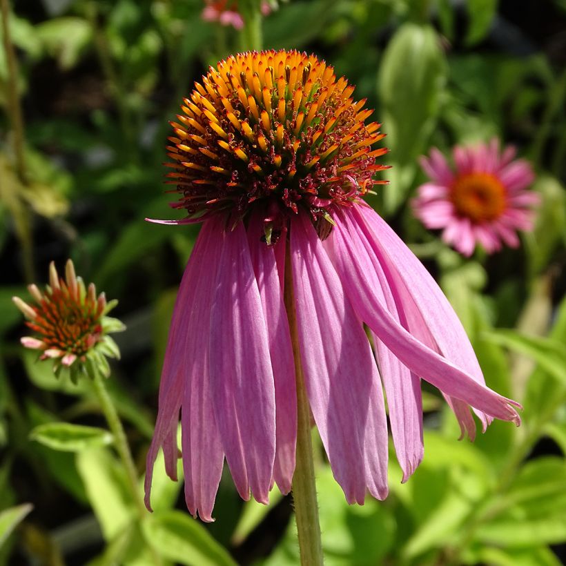 Echinacea purpurea Kim's Knee High - Echinacée (Floraison)