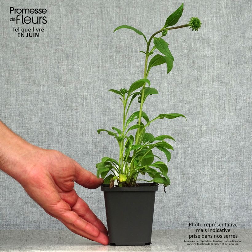 Spécimen de Echinacea purpurea Little Magnus - Echinacée Godet de 8/9 cm tel que livré en été