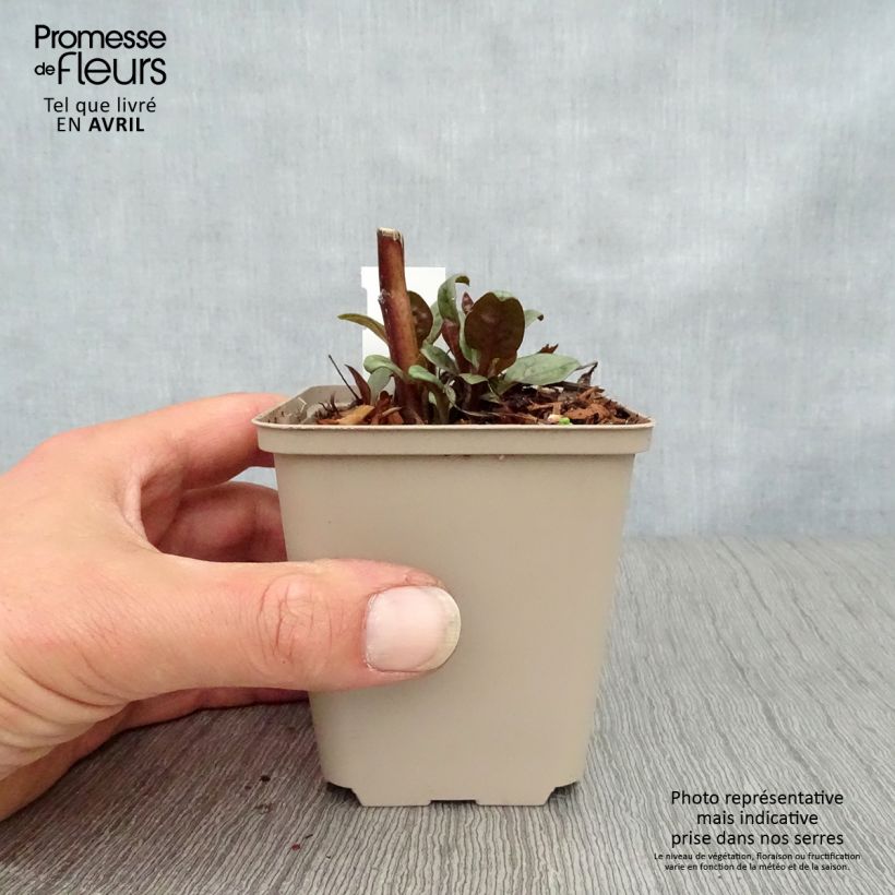 Spécimen de Echinacea purpurea Little Magnus - Echinacée Godet de 9cm tel que livré au printemps