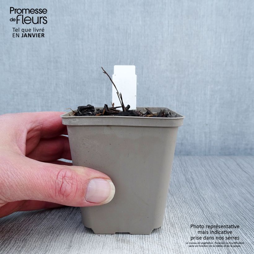 Spécimen de Echinacea purpurea Mac 'n' Cheese - Echinacée tel que livré en hiver