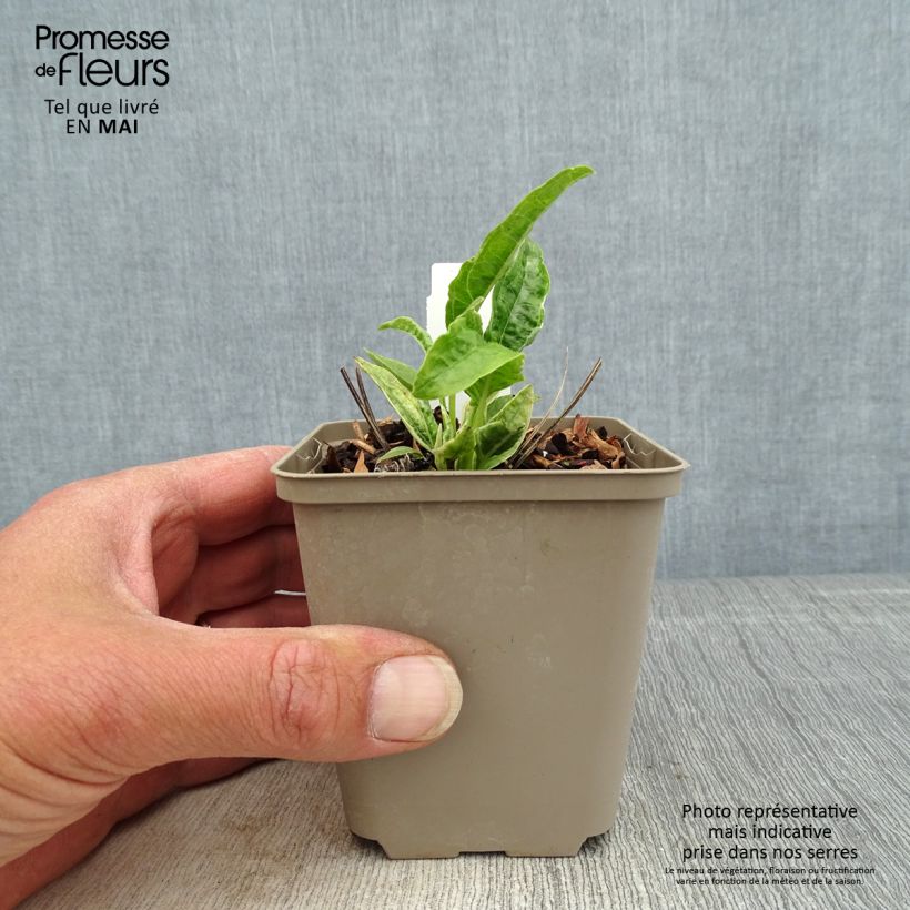 Spécimen de Echinacea purpurea Mac 'n' Cheese - Echinacée Mac 'n' Cheese Godet de 9cm tel que livré au printemps