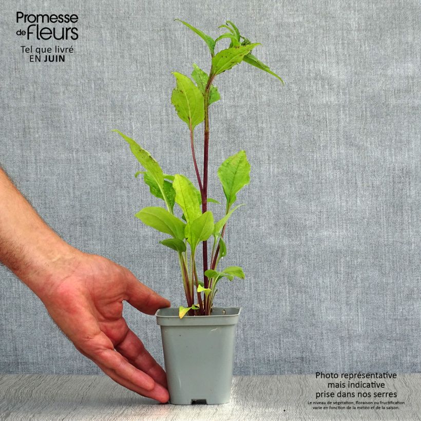 Spécimen de Echinacea purpurea Magnus - Echinacée Godet de 8/9 cm tel que livré en été
