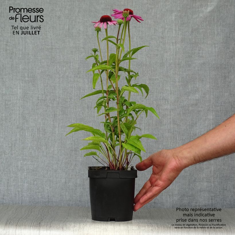 Spécimen de Echinacea purpurea Magnus - Echinacée Pot de 2L/3L tel que livré en été