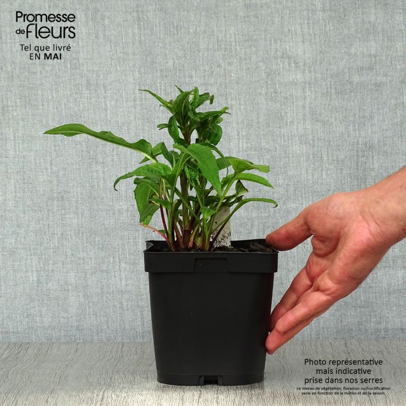 Spécimen de Echinacea purpurea Magnus - Echinacée en pot de 2/3L tel que livré au printemps