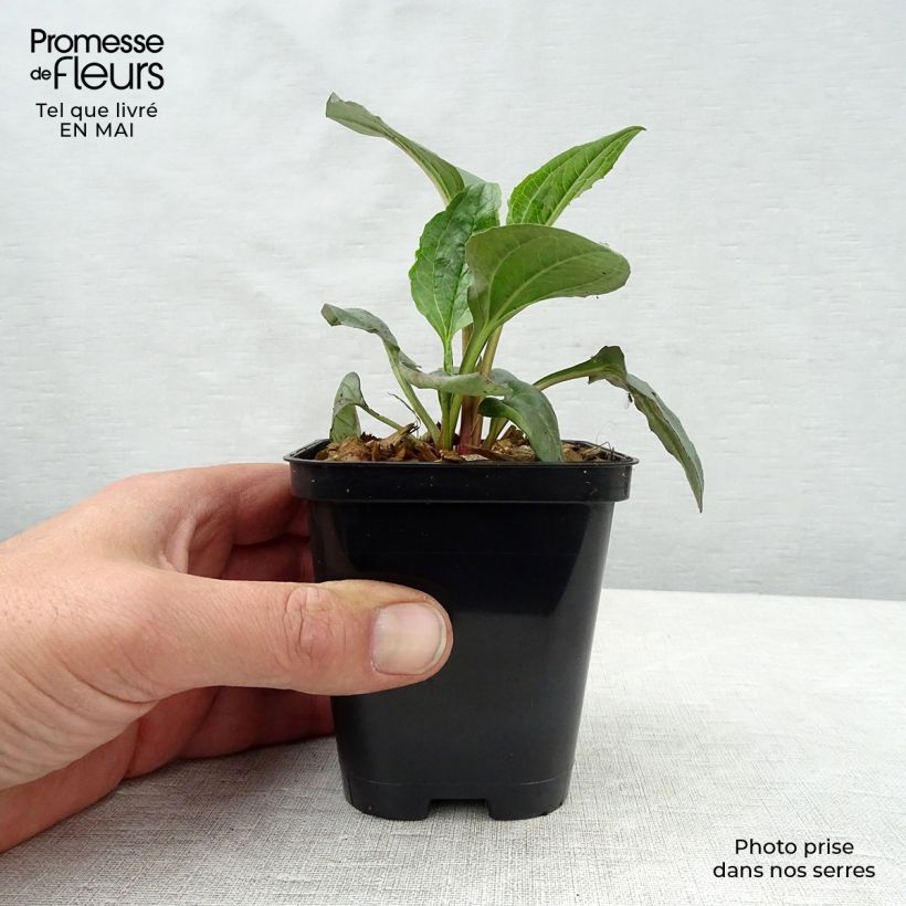 Spécimen de Echinacea purpurea Magnus - Echinacée en godet de 9 cm tel que livré au printemps