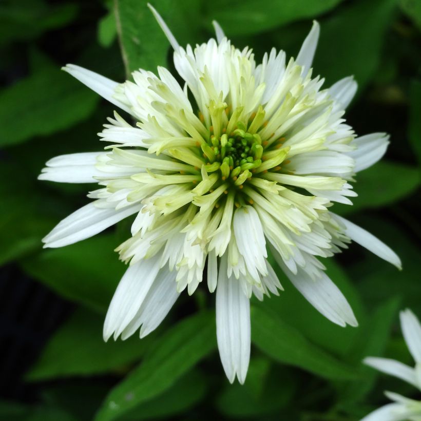 Echinacea purpurea Meringue - Echinacée (Floraison)