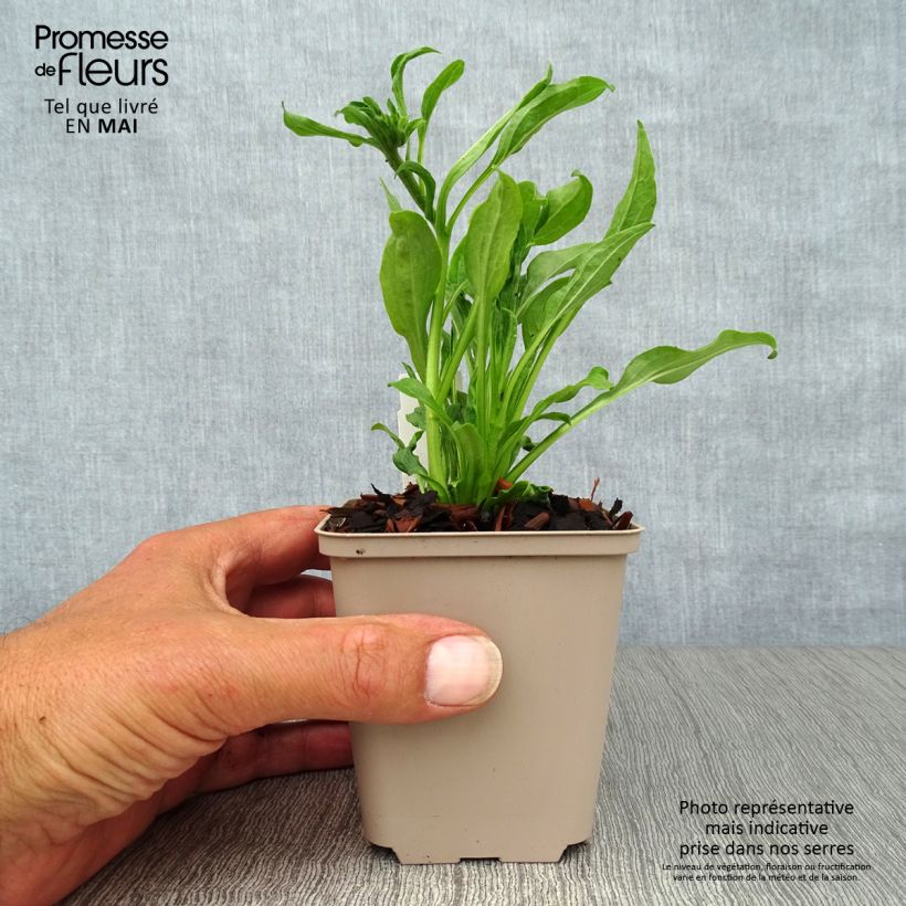 Spécimen de Echinacea purpurea Meringue - Echinacée Godet de 9cm tel que livré au printemps
