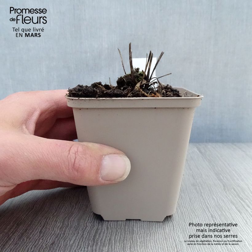 Spécimen de Echinacea purpurea Milkshake - Echinacée en godet de 9 cm tel que livré au printemps