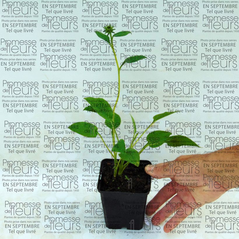 Exemple de spécimen de Echinacea purpurea Mozzarella - Echinacée Godet de 9cm tel que livré