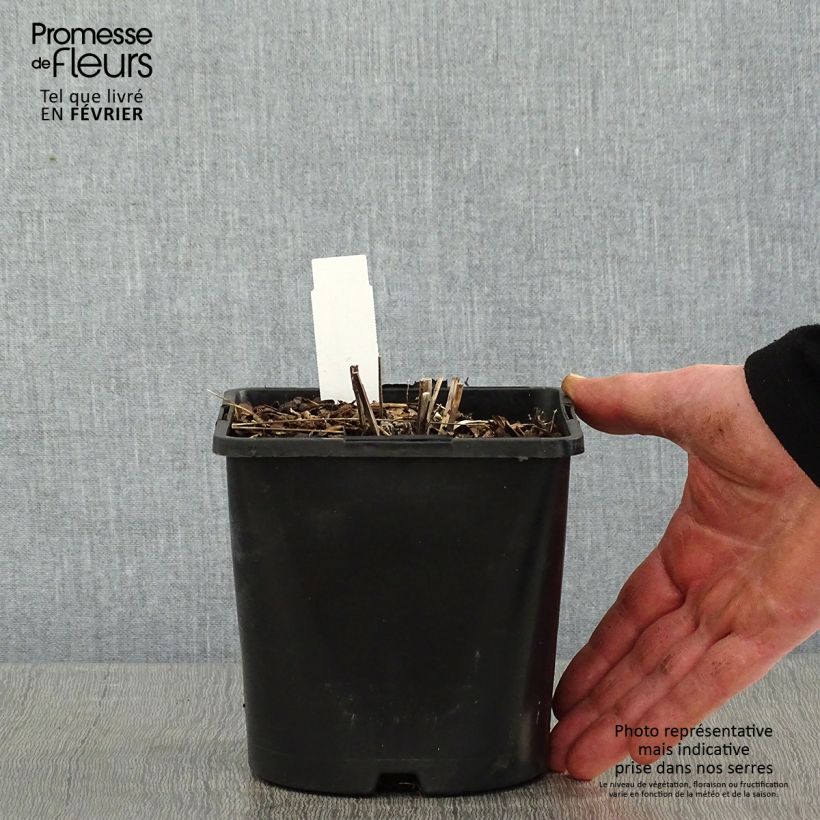 Spécimen de Echinacea purpurea Pica Bella - Echinacée tel que livré en hiver