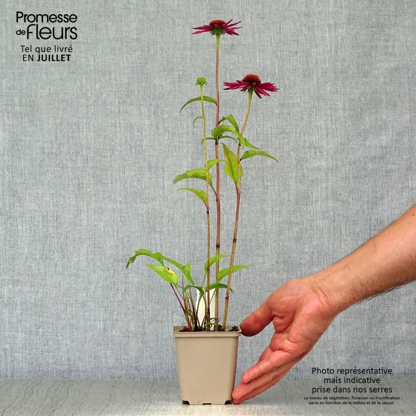 Spécimen de Echinacea purpurea Pica Bella - Echinacée Godet de 8/9 cm tel que livré en été