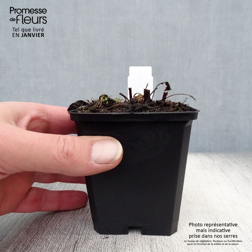 Spécimen de Echinacea purpurea Pica Bella - Echinacée tel que livré en hiver