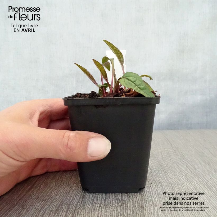 Spécimen de Echinacea purpurea Pica Bella - Echinacée en godet de 9 cm tel que livré au printemps