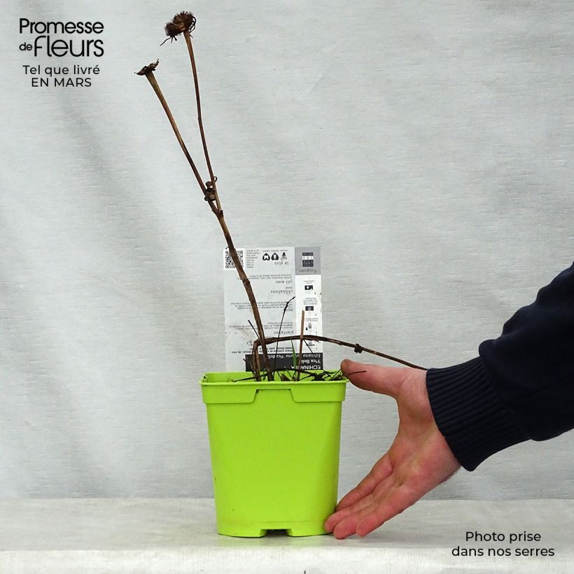 Spécimen de Echinacea purpurea Pica Bella - Echinacée en pot de 2 litres tel que livré au printemps