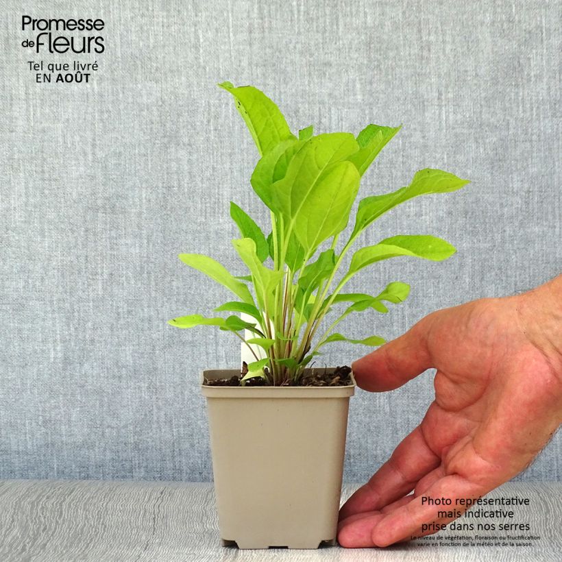 Spécimen de Echinacea purpurea Pink Double Delight - Echinacée Godet de 8/9 cm tel que livré en été